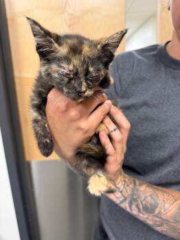 Paris -  Domestic Short Hair Cat for Adoption in Greenfield, Indiana - Paris | PetCurious
