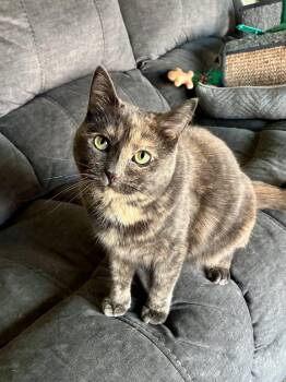 Katana -  Tortoiseshell Cat for Adoption in Orland Park, Illinois - Katana | PetCurious