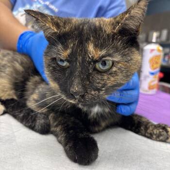 Miss Scarlet -  Domestic Short Hair and Mixed Breed Cat for Adoption in Indianapolis, Indiana - Miss Scarlet | PetCurious