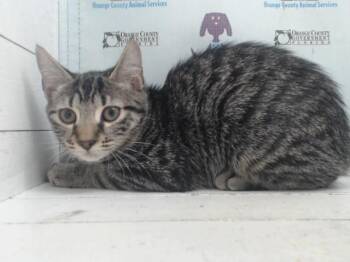 A598952 -  Domestic Short Hair Cat for Adoption in Orlando, Florida - A598952 | PetCurious