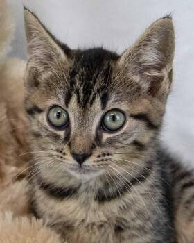 Tas -  Domestic Short Hair and Tabby Cat for Adoption in Kennesaw, Georgia - Tas | PetCurious