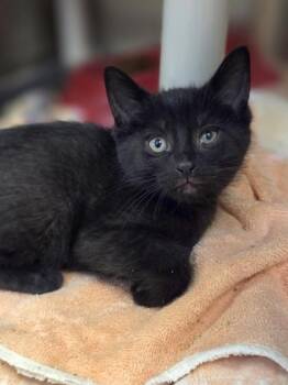 Reese -  Domestic Short Hair Cat for Adoption in Westland, Michigan - Reese | PetCurious
