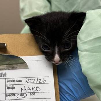 Mako Shark -  Domestic Short Hair Cat for Adoption in Tempe, Arizona - Mako Shark | PetCurious