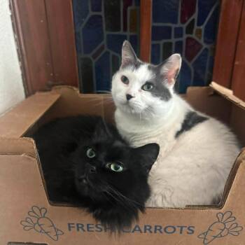 Stella - Bonded with Day! -  Domestic Long Hair Cat for Adoption in Bristol, Indiana - Stella - Bonded With Day! | PetCurious