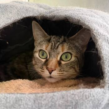 Domestic Short Hair Cats Available for Adoption in State College, Pennsylvania - Dahlia | PetCurious