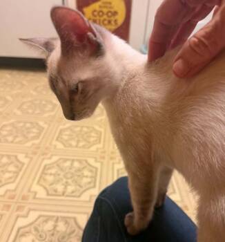 Frankie -  Siamese Cat for Adoption in Waxahachie, Texas - Frankie | PetCurious