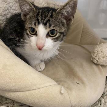 Aurora -  American Shorthair Cat for Adoption in Pawling, New York - Aurora | PetCurious