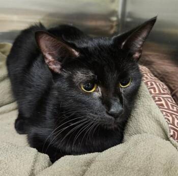 Rescue Domestic Short Hair Cats for Adoption in Decatur, Illinois - SADIE | PetCurious