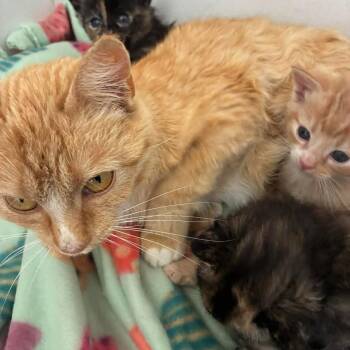 Domestic Short Hair Cats Available for Adoption in Madison, Wisconsin - Bliss | PetCurious