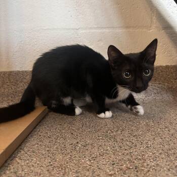 Bridget -  Domestic Short Hair Cat for Adoption in Sarasota, Florida - Bridget | PetCurious