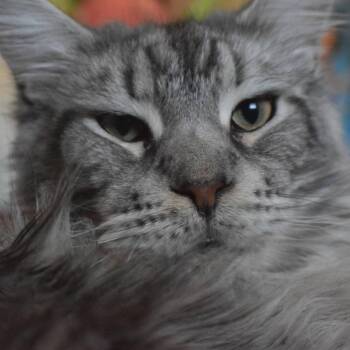 Marbles -  Maine Coon Cat for Adoption in Las Vegas, Nevada - Marbles | PetCurious