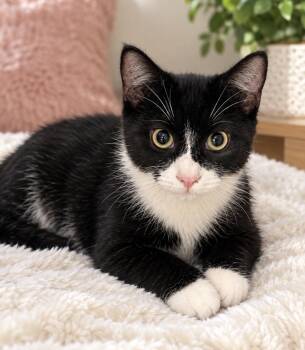 Paul -  Domestic Short Hair Cat for Adoption in Long Beach, New York - Paul | PetCurious