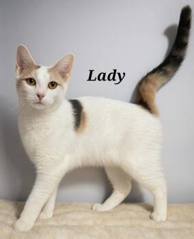 Rescue Dilute Calico Cats for Adoption in Quincy, Ohio - Lady | PetCurious