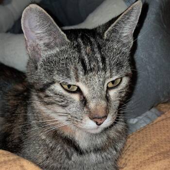 Cora -  Domestic Short Hair Cat for Adoption - Cora | PetCurious