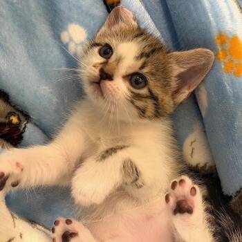 Domestic Short Hair Cats Available for Adoption in Houston, Texas - Rey | PetCurious