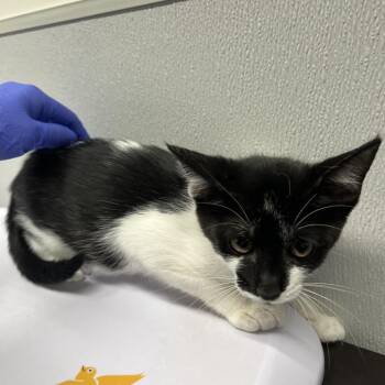 Mandy -  Domestic Short Hair Cat for Adoption in Tampa, Florida - Mandy | PetCurious