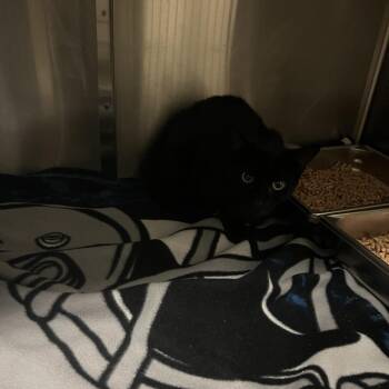 Little Man -  Domestic Short Hair Cat for Adoption in Windsor, Virginia - Little Man | PetCurious