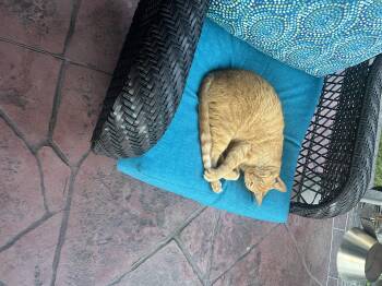 Rescue Tabby Cats for Adoption in Humble, Texas - Cheddar | PetCurious