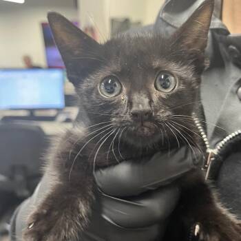 Domestic Short Hair Cats Available for Adoption in Tampa, Florida - Ria | PetCurious