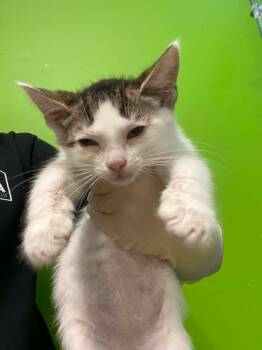 Pacane -  Domestic Short Hair Cat for Adoption in Delson, Quebec - Pacane | PetCurious