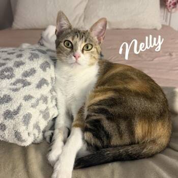 Nelly #pretty-inside-&-out -  Calico and Domestic Short Hair Cat for Adoption in Houston, Texas - Nelly #pretty-inside-&-out | PetCurious