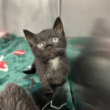 Tuki -  Domestic Short Hair Cat for Adoption in Los Angeles, California - Tuki | PetCurious