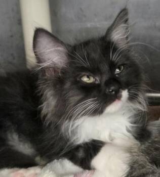 Roosevelt -  Domestic Short Hair Cat for Adoption in Munster, Indiana - Roosevelt | PetCurious