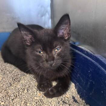 JiJi -  Domestic Short Hair Cat for Adoption in South Haven, Michigan - JiJi | PetCurious