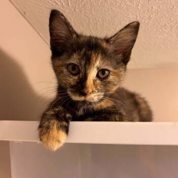 Dandy -  Domestic Short Hair Cat for Adoption in Lyndhurst, Virginia - Dandy | PetCurious