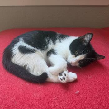 Expo -  Domestic Short Hair Cat for Adoption in Bentonville, Arkansas - Expo | PetCurious