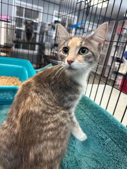 Starling -  Domestic Short Hair Cat for Adoption in Winnsboro, South Carolina - Starling | PetCurious
