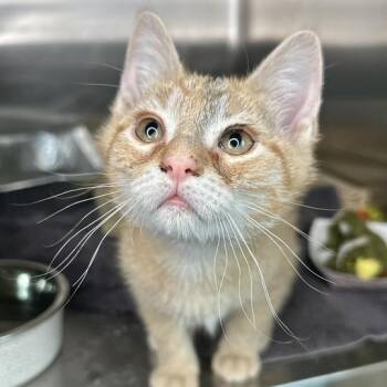 Bruce -  Domestic Short Hair Cat for Adoption in Matteson, Illinois - Bruce | PetCurious