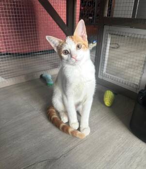 Rebe -  Domestic Short Hair Cat for Adoption in Hudson, New Hampshire - Rebe | PetCurious