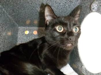 PUMPKIN -  Domestic Short Hair Cat for Adoption in San Jose, California - PUMPKIN | PetCurious