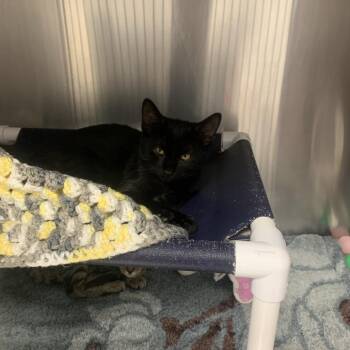 Hoot -  Domestic Short Hair Cat for Adoption in West Palm Beach, Florida - Hoot | PetCurious