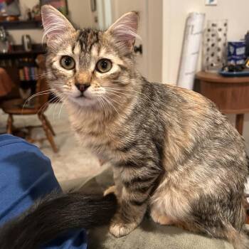 Jessie -  Domestic Medium Hair Cat for Adoption in Gladstone, Oregon - Jessie | PetCurious