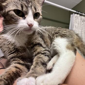 Tula -  Domestic Short Hair Cat for Adoption in New Berlin, Wisconsin - Tula | PetCurious