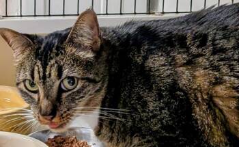 Karma -  Domestic Short Hair Cat for Adoption in St. Augustine, Florida - Karma | PetCurious