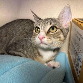 Kent -  Domestic Short Hair Cat for Adoption in New York, New York - Kent | PetCurious