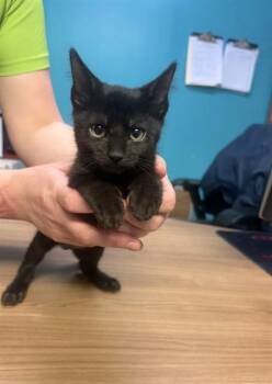 CAKE -  Domestic Short Hair Cat for Adoption in Doral, Florida - CAKE | PetCurious