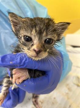 Tim Curry -  Domestic Short Hair Cat for Adoption in Raleigh, North Carolina - Tim Curry | PetCurious