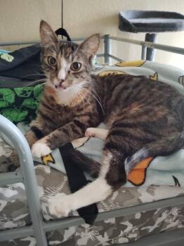 Annabelle -  Domestic Short Hair Cat for Adoption in San Jacinto, California - Annabelle | PetCurious
