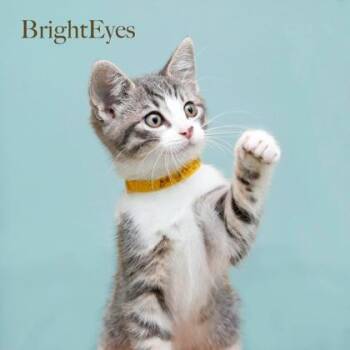 Bright Eyes -  Domestic Short Hair Cat for Adoption in Parma, Ohio - Bright Eyes | PetCurious