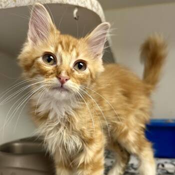 Bobby Ray -  Domestic Medium Hair Cat for Adoption in Saint Joseph, Missouri - Bobby Ray | PetCurious