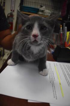 Little Gray (Oreo DS K3) -  Domestic Short Hair Cat for Adoption in Pahrump, Nevada - Little Gray (Oreo DS K3) | PetCurious