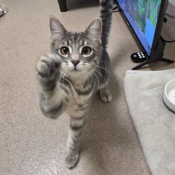 Nami -  Domestic Short Hair Cat for Adoption in Oshkosh, Wisconsin - Nami | PetCurious