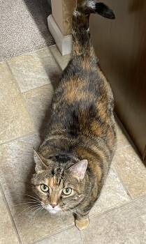 Rescue Domestic Short Hair Cats for Adoption in Lititz, Pennsylvania - Mimi | PetCurious