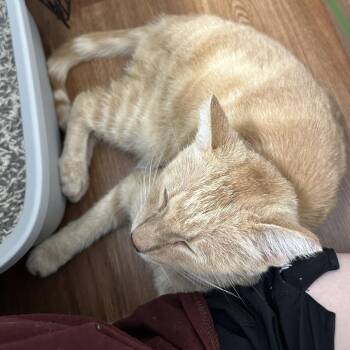 Sammy O -  Domestic Short Hair Cat for Adoption in Long Beach, California - Sammy O | PetCurious