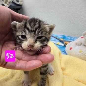 Domestic Short Hair Cats Available for Adoption in Los Angeles, California - Inola | PetCurious