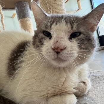 Mr. Spots -  Domestic Short Hair Cat for Adoption in Leander, Texas - Mr. Spots | PetCurious